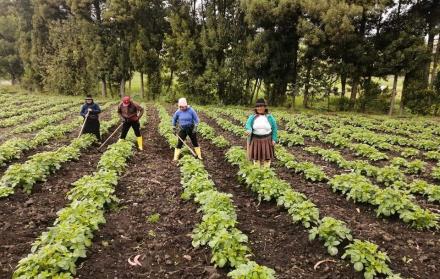 Cultivos de papa en Tungurahua