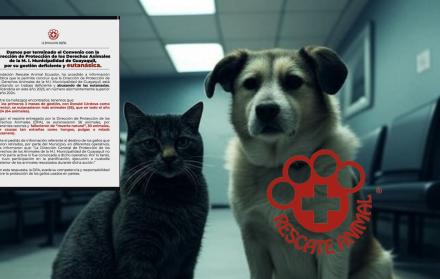 perro y gato