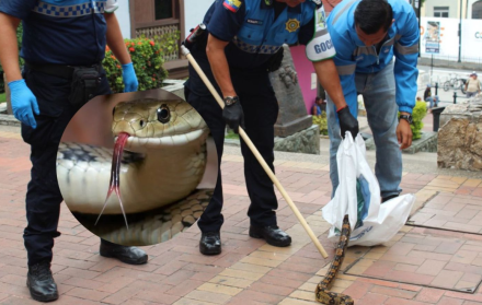 serpiente en Las Peñas