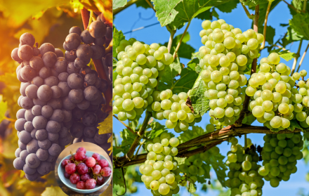 Uvas