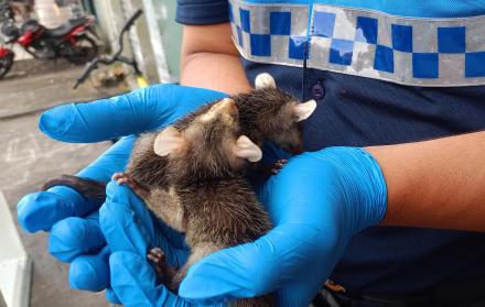 zarigüeyas agentes municipales Guayaquil animales fauna 20 may 25 CORTESÍA