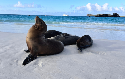 Bahía Gardner en Galápagos dentro de las 50 mejores playas del mundo.