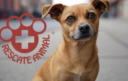 Rescate Animal
