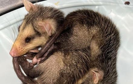 zarigüeyas animales fauna silvestre Guayaquil may 25 CORTESÍA