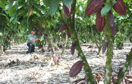 Unión Europea+Ley forestal+Ecuador+cacao+café