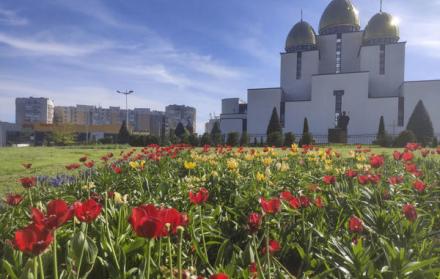 tulipanes