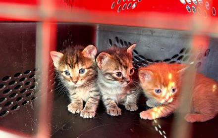 Animales rescatados