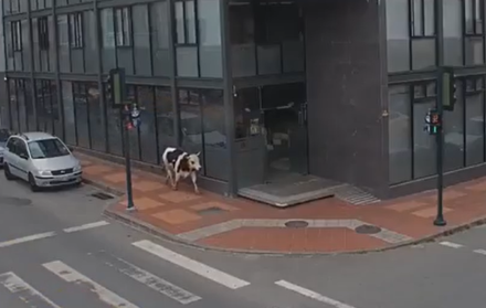Una vaca recorre las calles del centro de Loja y entra a un edificio de oficinas, generando sorpresa entre los trabajadores.