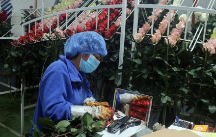 Una mujer trabaja en una planta florícola de Ecuador.
