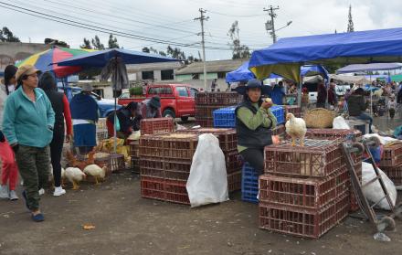 MOLLEPAMBA FERIA