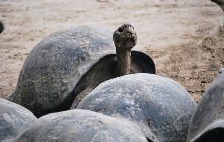tortugas gigantes