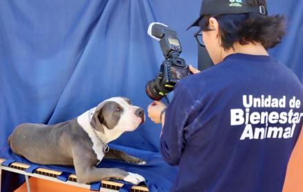 Adopción de mascotas impulsa la Unidad de Bienestar Anima