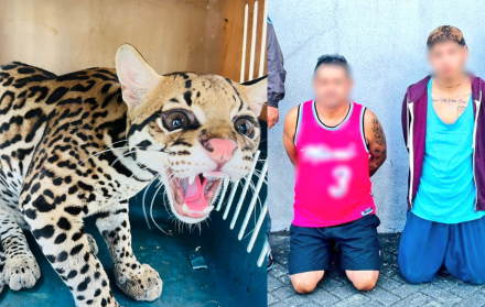Tigrillo rescatado