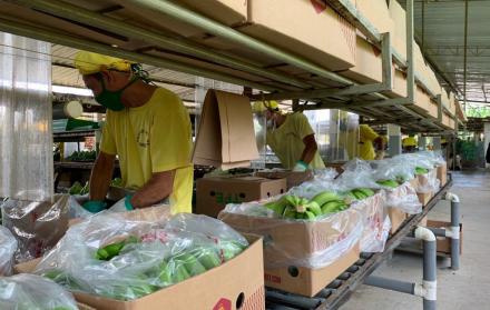 Un trabajador en una finca bananera de exportación.
