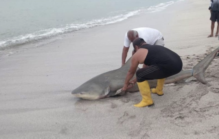 Un tiburón fue encontrado sin vida a orillas del mar manabita