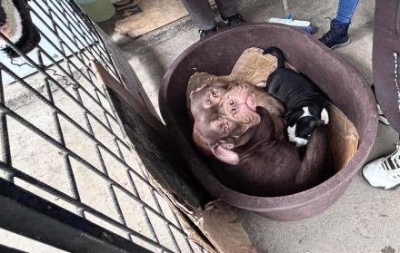 Rescate perros Quito