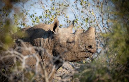 Rinocerontes negros en la región del Gran Kruger.
