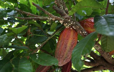 Fotografía de una planta de cacao (foto referencial)