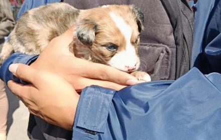 rescate de animales en Quito