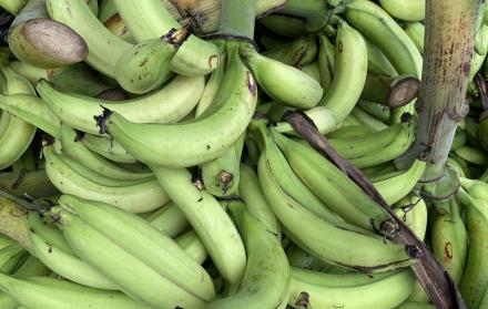 platano verde