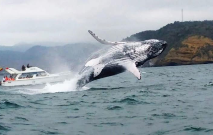 Ballena jorobada.