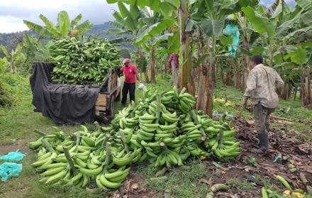 Trabajadores en culitivos de plátano