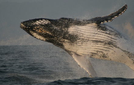 Avistamiento de ballenas jorobadas en la costa ecuatoriana