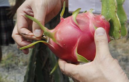 Cultivo experimental de Pitahaya roja que se hace en el sector de puente Santa Lucía