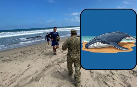 Ballena varada Engabao