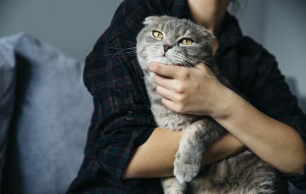 ¿Cómo elige un gato a su persona favorita? La ciencia lo explica
