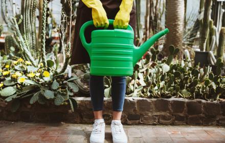 Cuál es la mejor hora para regar tus plantas según la ciencia