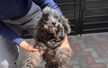 maltrato animal en Quito