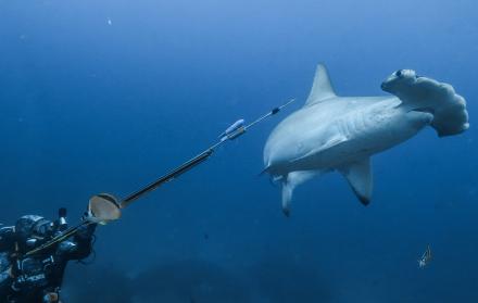 Tiburón