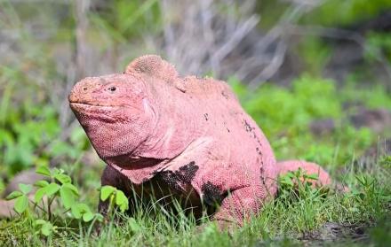 especies