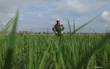 Cosecha de arroz