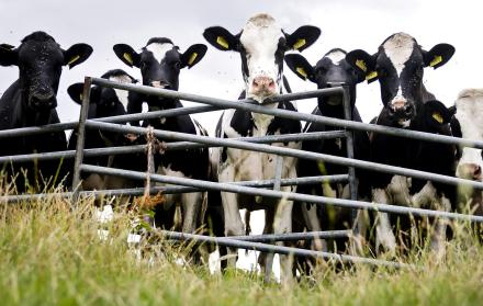 Vacas pastando en una granja lechera