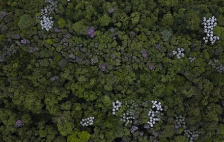bosque tropical Mata Atlántica,