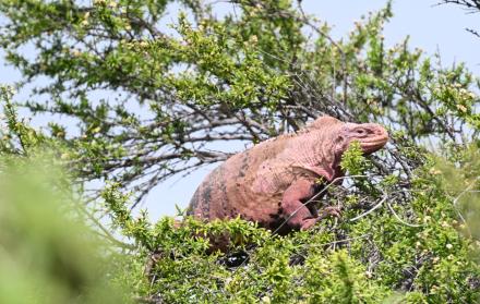 Iguana