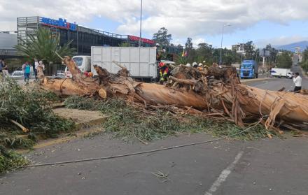 Árbol caído Quito
