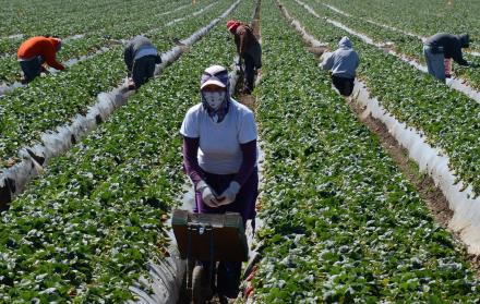 Agricultura