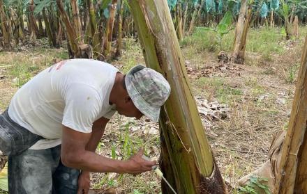 Un hombre inspecciona una planta, contaminada con moko.