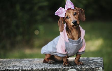 weet-perro-salchicha-enano-marron-vistiendo-un-elegante-jersey-y-una-diadema-rosa-posando-en-un-parque