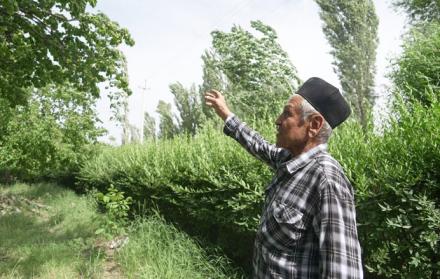 agricultor de albaricoques