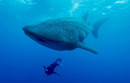ballena