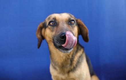 jornada de adopción en Quito