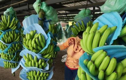 Mujer inspeccionando cultivos de banano.
