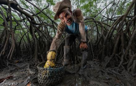 Manglar