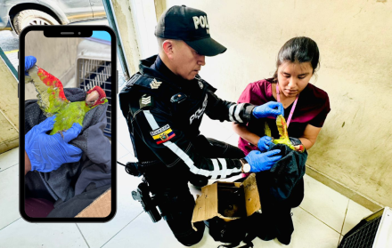loro rescate Guayaquil animales fauna 31 jul 25 CORTESÍA