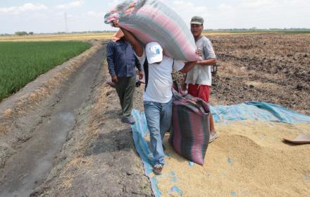 Cosecha de arroz