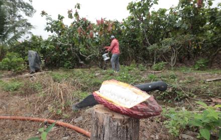 cacao